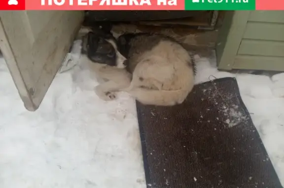 Собака на 3-й Заречной 46, Томск