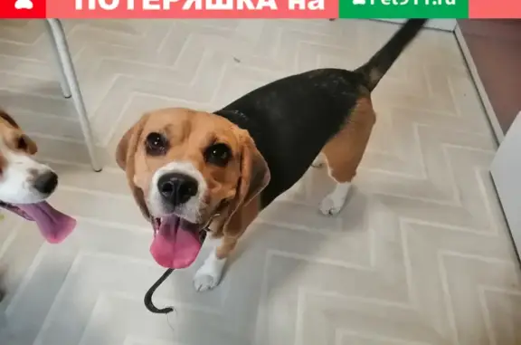 Найдена собака в Тропарево-Никулино, звоните Ольге