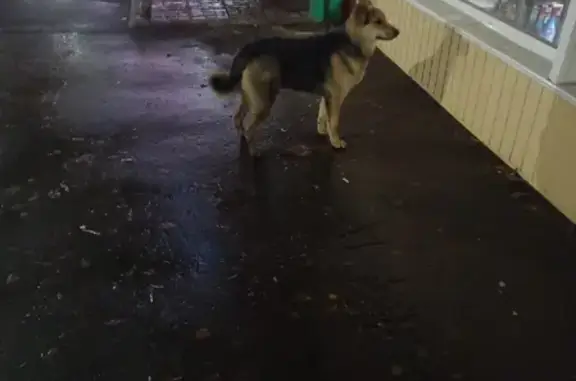 Найдена собака на Волоколамском проспекте, Тверь