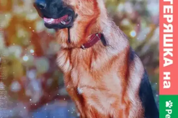 Потерянные животные Томск, фото: Пропала собака Афа на ул. Усова