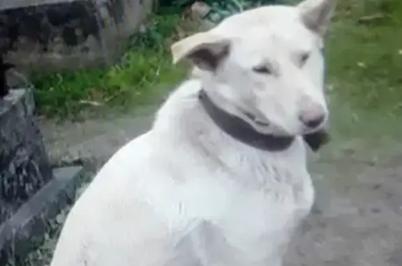 Найдена собака на Александровской Ферме, СПб