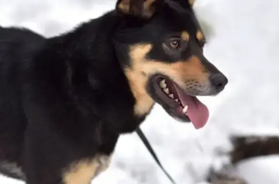 Пропала собака в Копнино и Раменском районе, Московская область