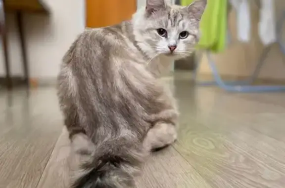 Кот на Манежной: породистый и ласковый!