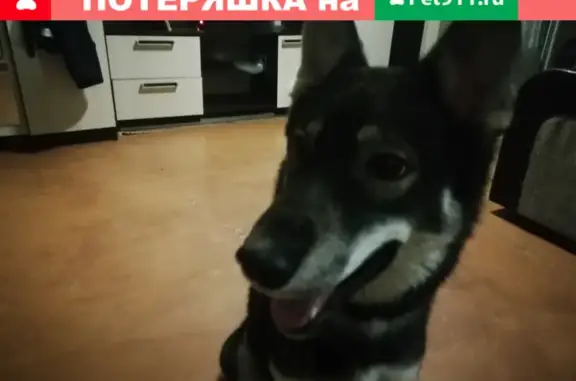 Найдена собака на Херсонской, 16 в Нижнем Новгороде