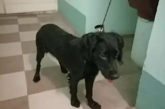 Найдена собака на ул. Евдокимова, Ростов-на-Дону
