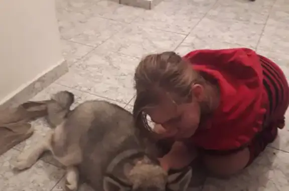 Собаки потеряшки, Суворовская, фото: Потеряшка собака с гетерохромией на Шоссейной улице