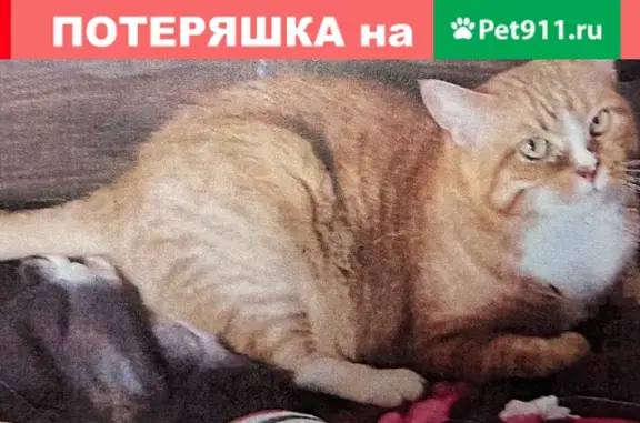 Пропала кошка Алиса в Пушкинском городском округе