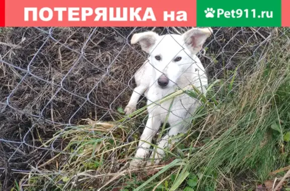 Найден белый щенок в Ивановском, Тульская обл.