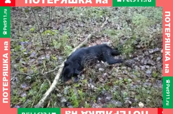 Найдена мертвая собака в лесу КАД Марьино Велигонты