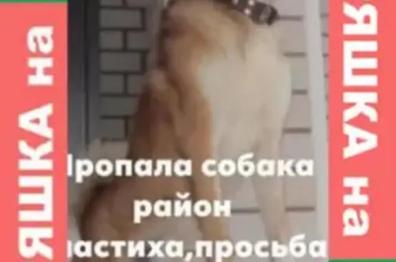 Пропала собака Амур на 4-й Комбинатской улице, Иваново.