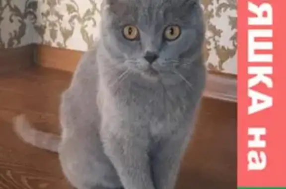 Найдена кошка на пр. Карла Маркса, 81 в Ставрополе