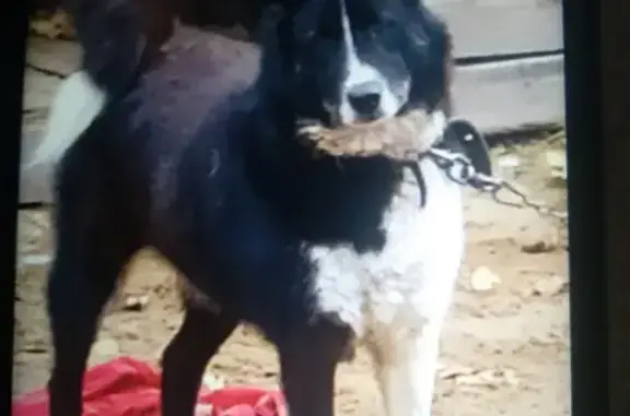 Объявления о пропавших и найденных животных, Нижний Новгород, фото: Пропала лайка Джесика на Комсомольской площади, Нижний Новгород