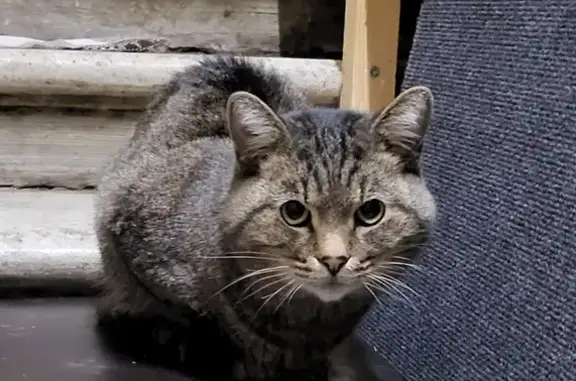 Найден кот на Ломоносовском проспекте