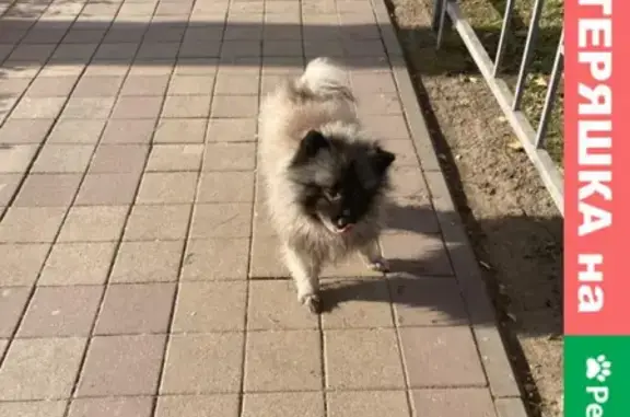 Собака без ошейника с перебитой лапой на улице Ставропольской, 113