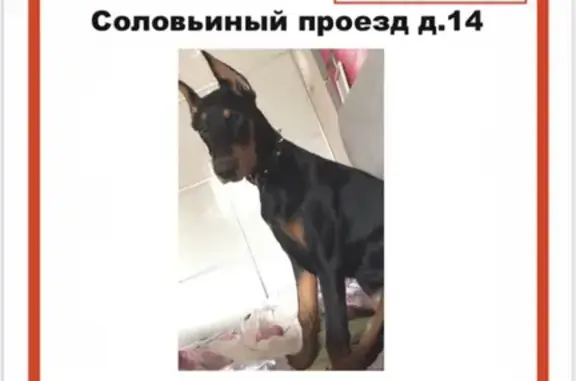 Пропала собака: Соловьиный проезд, 14, Москва
