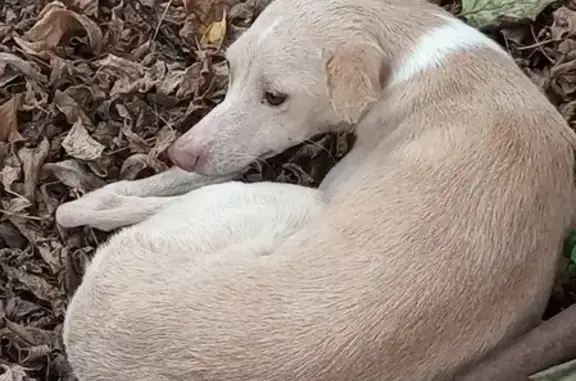 Собака найдена: 104А, 2-я Заречная улица, Краснодар