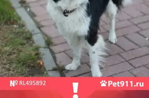 Пропала собака Барон в Салтыковском лесопарке.