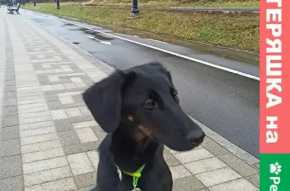 Пропала собака Джесси на набережной Волжский-3