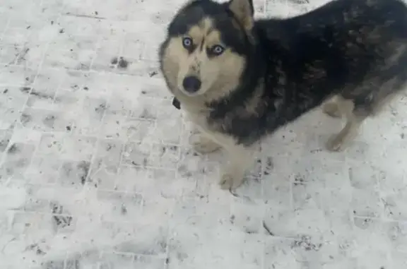 Найдена собака Хаски в Ярославле у ТРК 