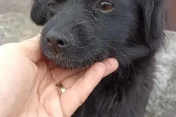 Найден щенок на ул. Плеханова, 3 в Липецке
