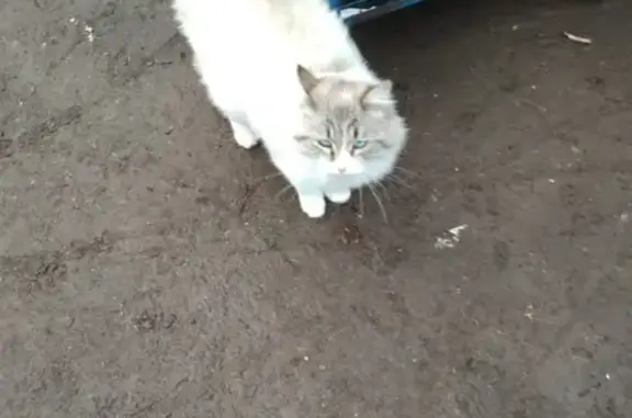 Найден пушистый кот в Отличнике, Наро-Фоминский район