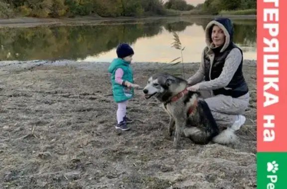 Пропала собака Айхал на Бессергеневском шоссе