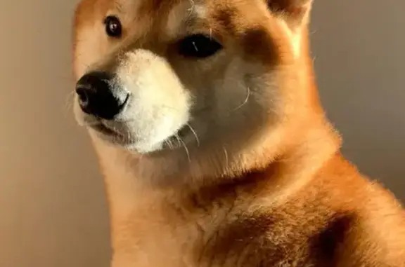 Собаки потеряшки, Санкт-Петербург, фото: Потеряшка домашний пёс без ошейника в Хязельках