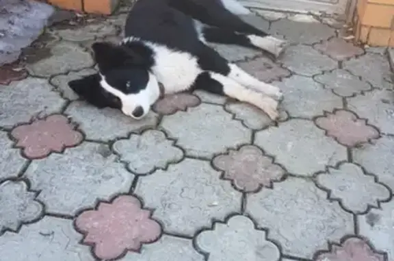 Пропала собака в Лучинском, Подольского района