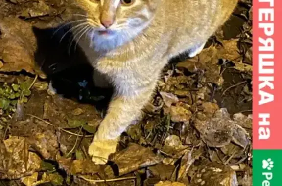 Найдена рыжая кошка на Дмитровском шоссе 51 к2
