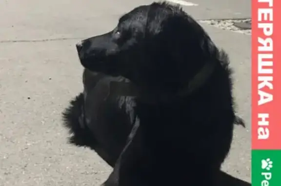 Найдена собака на Эгейской ул. в Краснодаре