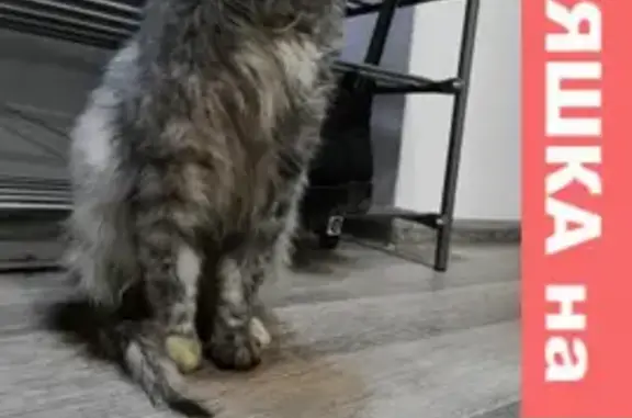 Найдена сибирская кошка на Ново-Казанской, Пенза