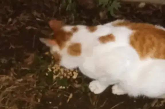 Кошка найдена в Покровском-Стрешнево
