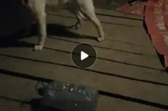 Пропала собака Дружок на улице в Екатеринбурге