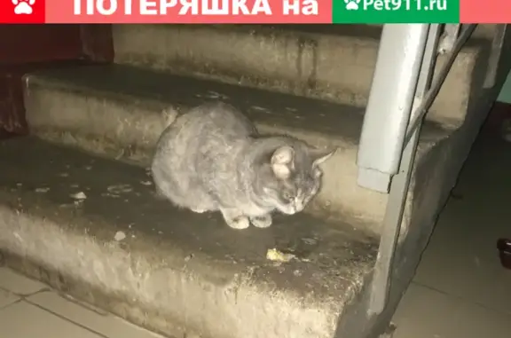 Найден серый кот в подъезде, Москва Профсоюзная 75к1