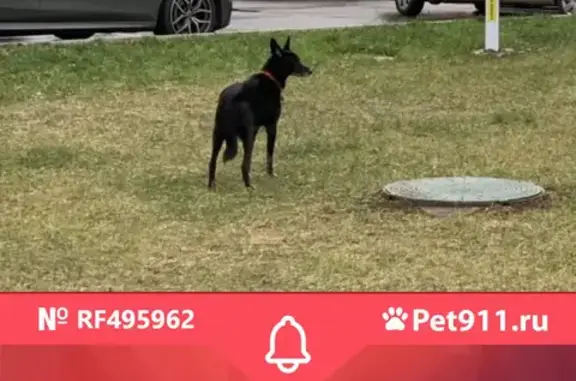 Найдена собака с ошейником возле Донского монастыря, адрес: Малая Калужская улица, 15.