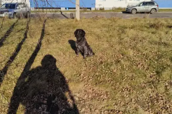 Найден охотничий пёс в Лазурном (Щетинка)