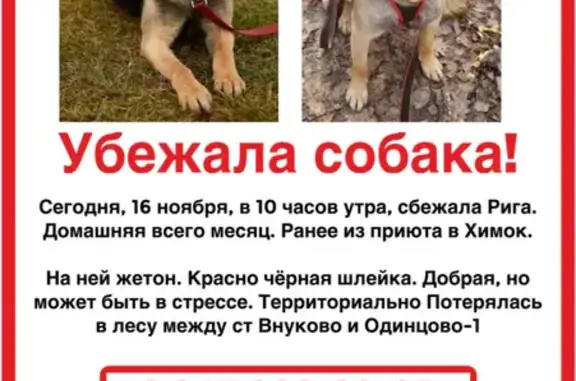 Пропала собака Рига в Внуково, Московская область