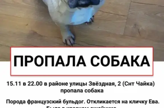 Пропала собака на улице Звёздной, Калининград.
