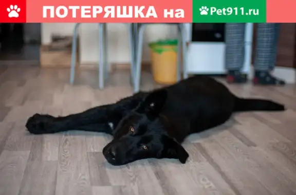 Найден черный пёсель у Перекрестка, Волгоград