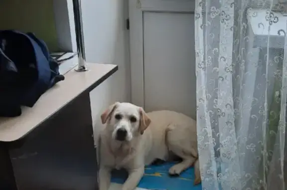 Найдена собака на улице Засечный, возраст 8 мес