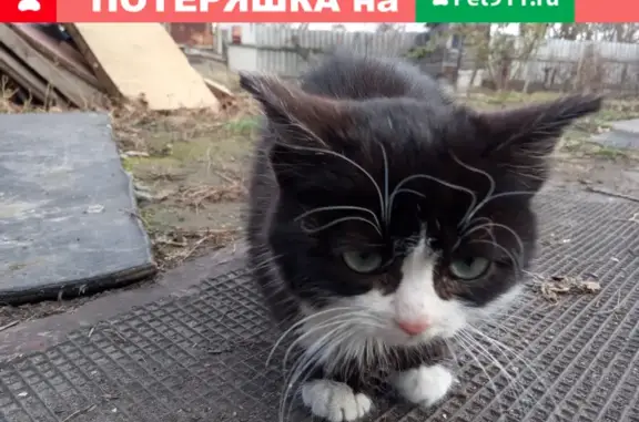 Кошка найдена возле Дворца Спорта на Садовой, 12