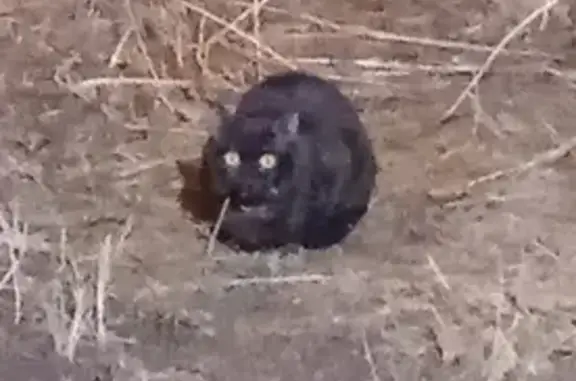 Найден чёрный кот с ошейником на Николаева 7