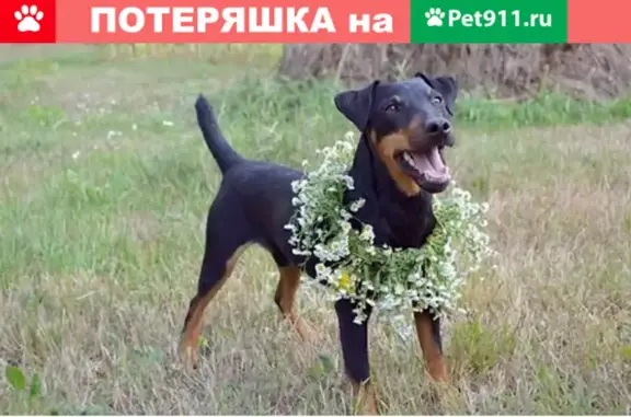 Пропала собака Жорик в Костромском районе