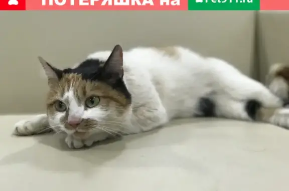 Найдена кошка на Казанском ш., 16-18 в Н. Новгороде