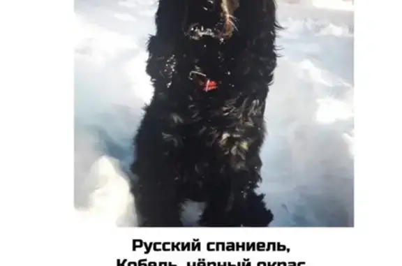 Пропал пёс Жека в Улитино, Одинцовский район, МО