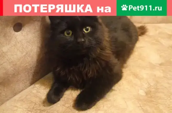 Найдены кошка и молодой кот: Луначарского, 30, Воронеж