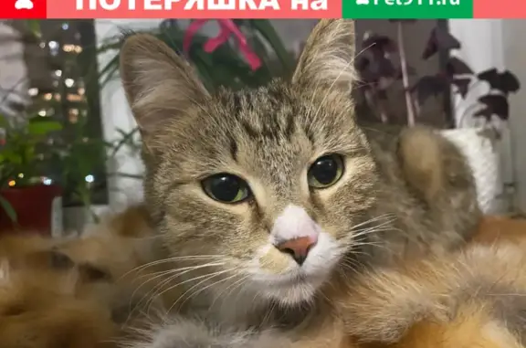 Найдена кошка на Островского 111