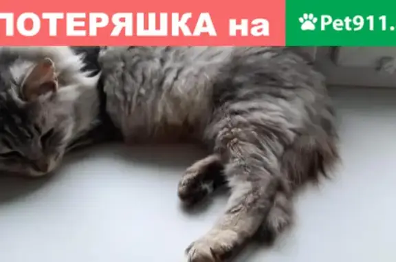Найдена кошка на Ново-Казанской, ищет хозяев