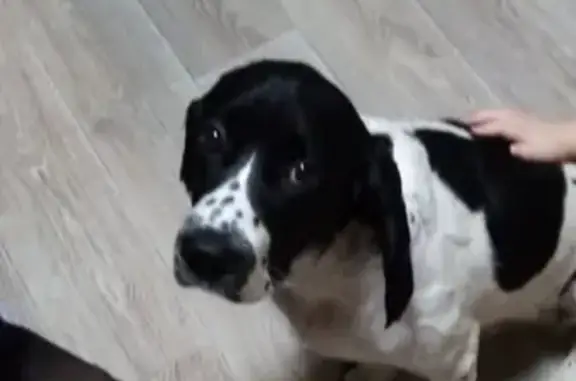 Потерянные животные Томск, фото: Пропала собака Джонни на Петропавловской, Томск