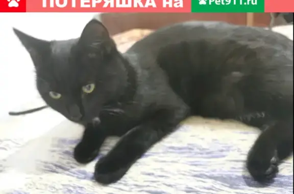 Пропала кошка на Первомайской, Тюмень
